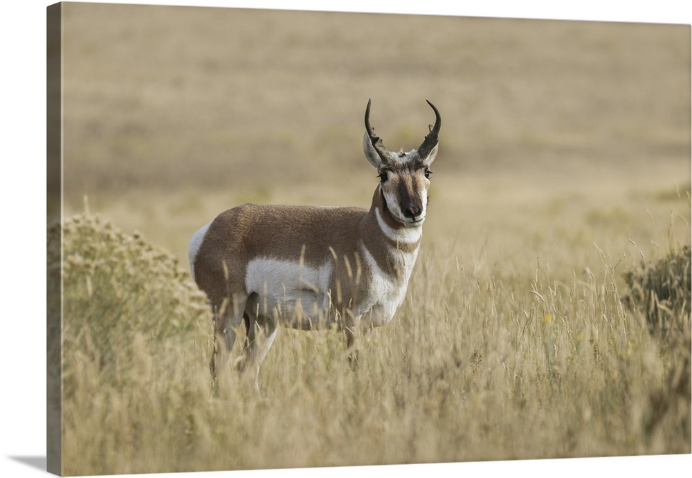 Adult male pronghorn, Yellowstone National Park, Wyoming. United States, Wyoming.