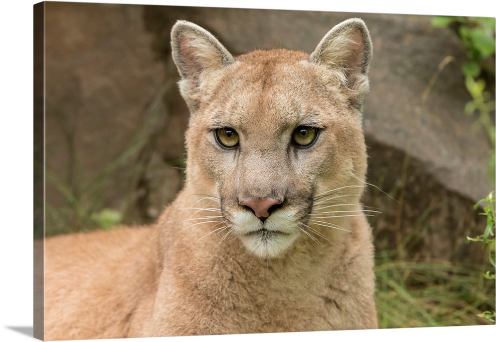 Adult Mountain Lion, Puma concolor-(Controlled Situation) Minnesota