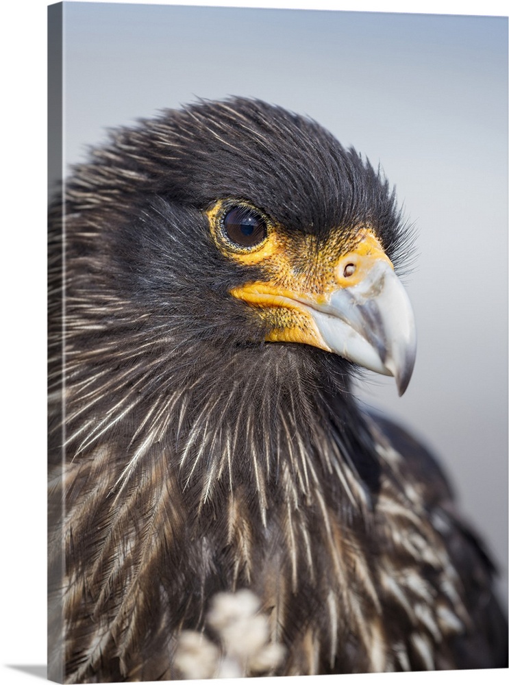 Adult striated caracara, protected, endemic to the Falkland Islands.