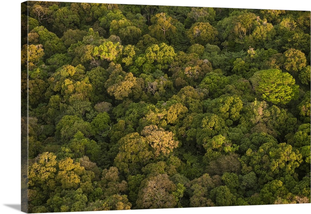 Aerial View of rainforest, Iwokrama Reserve, Guyana.