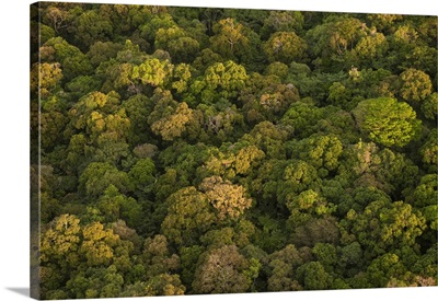 Aerial View of rainforest, Iwokrama Reserve, Guyana