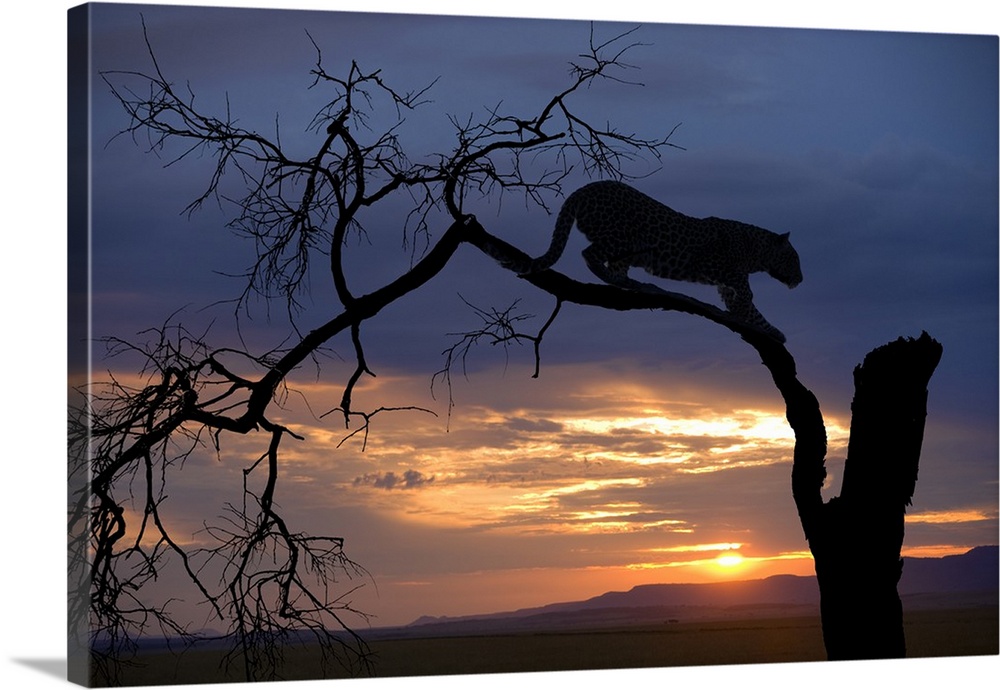 Africa, Botswana, Savuti Game Reserve. Leopard on branch at sunset.