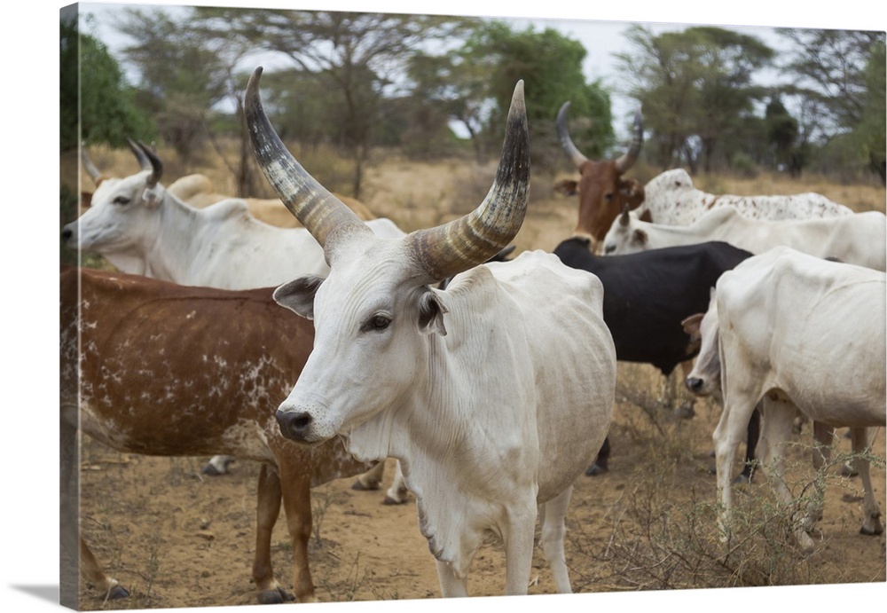 Africa, Ethiopia, Omo River Valley, South Omo, Hamer tribe. Typical cattle of the Hamer with distinctive markings as brands.