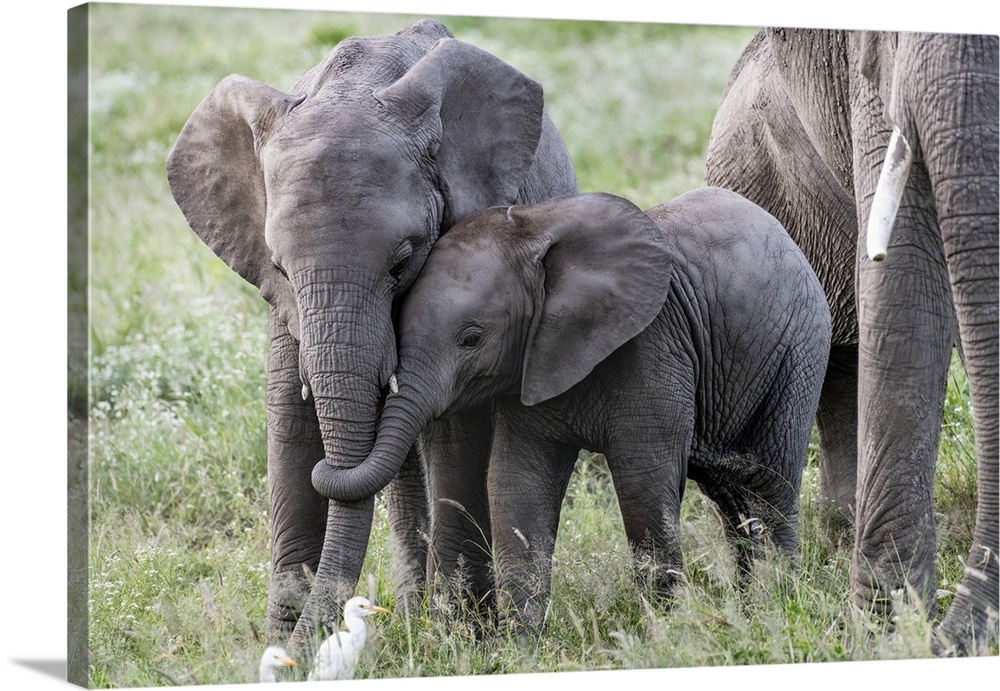 Africa, Kenya, Amboseli national park. Close-up of juvenile elephant.