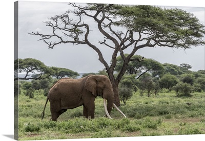 Africa, Kenya, Amboseli National Park, Elephant And Acacia Tree