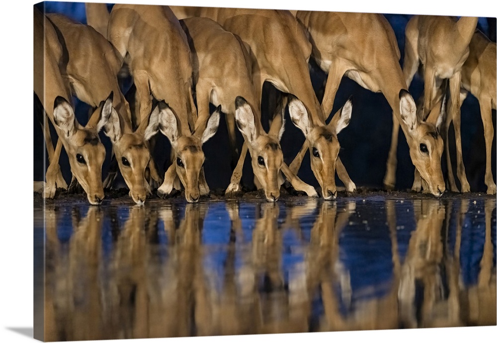 Africa, Kenya, Amboseli National Park. Impalas drinking at waterhole at night.
