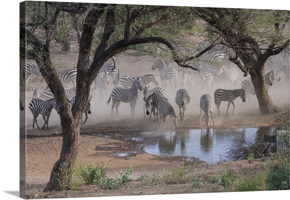 Africa, Kenya, Amboseli National Park. Zebras at waterhole.