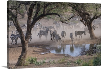 Africa, Kenya, Amboseli National Park, Zebras At Waterhole