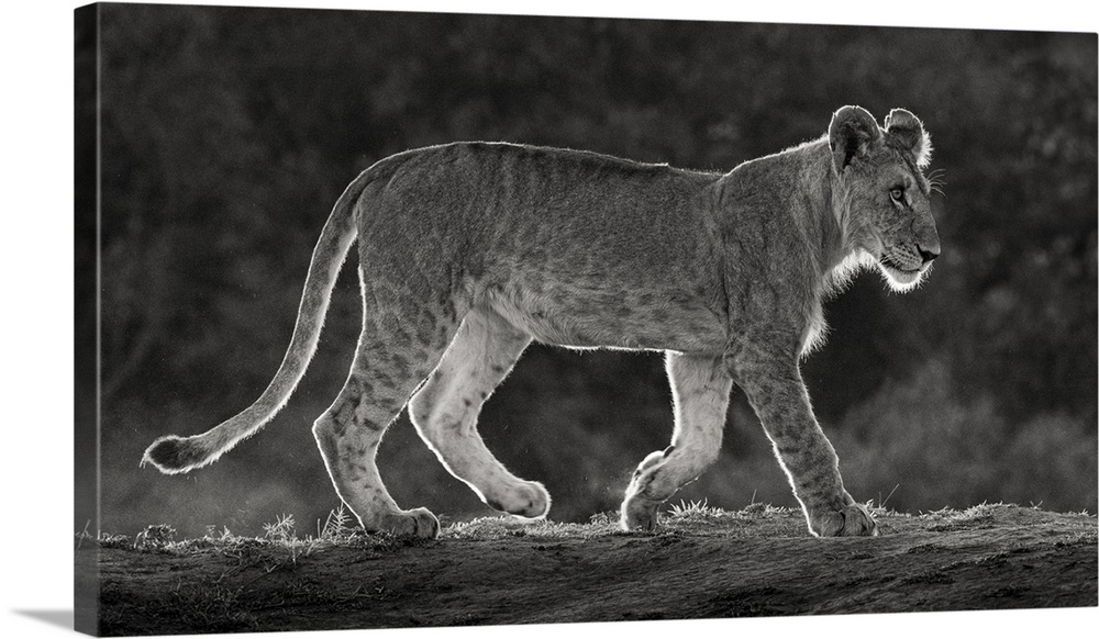 Africa, Kenya, Maasai mara national reserve. Backlit close-up of young lion.