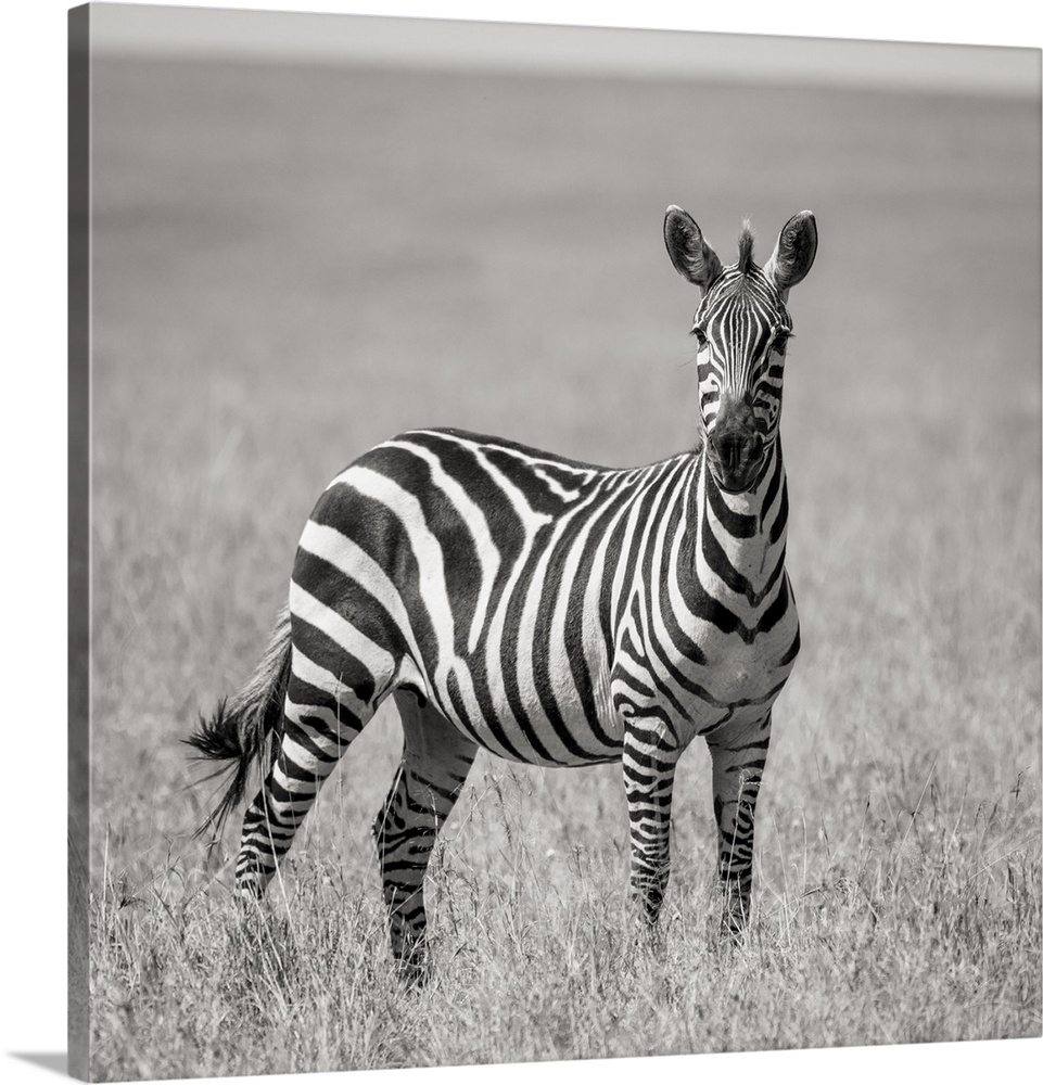 Africa, Kenya, Maasai mara national reserve. Close-up of lone zebra.