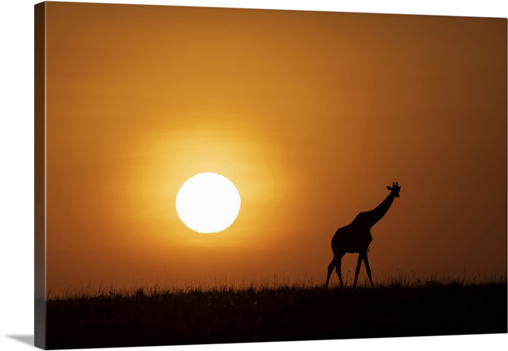 Africa, Kenya, Maasai Mara National Reserve. Silhouette of giraffe at sunset.
