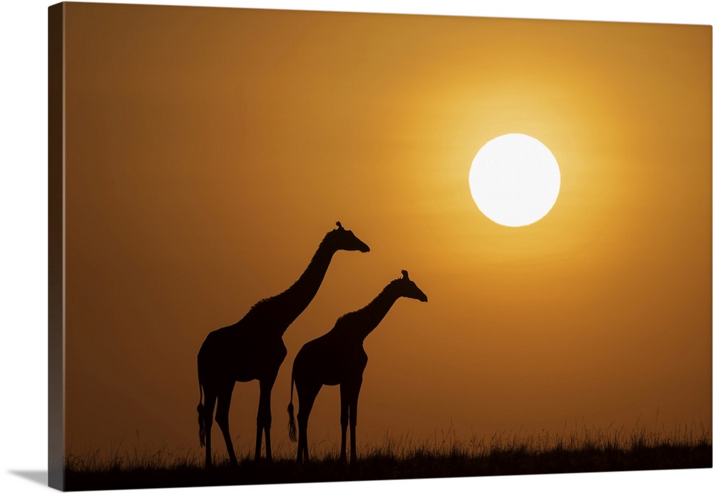 Africa, Kenya, Maasai Mara National Reserve. Silhouette of two giraffes at sunset.