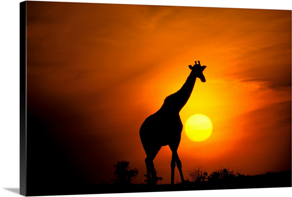 Africa, Kenya, Masai Mara. Giraffe .