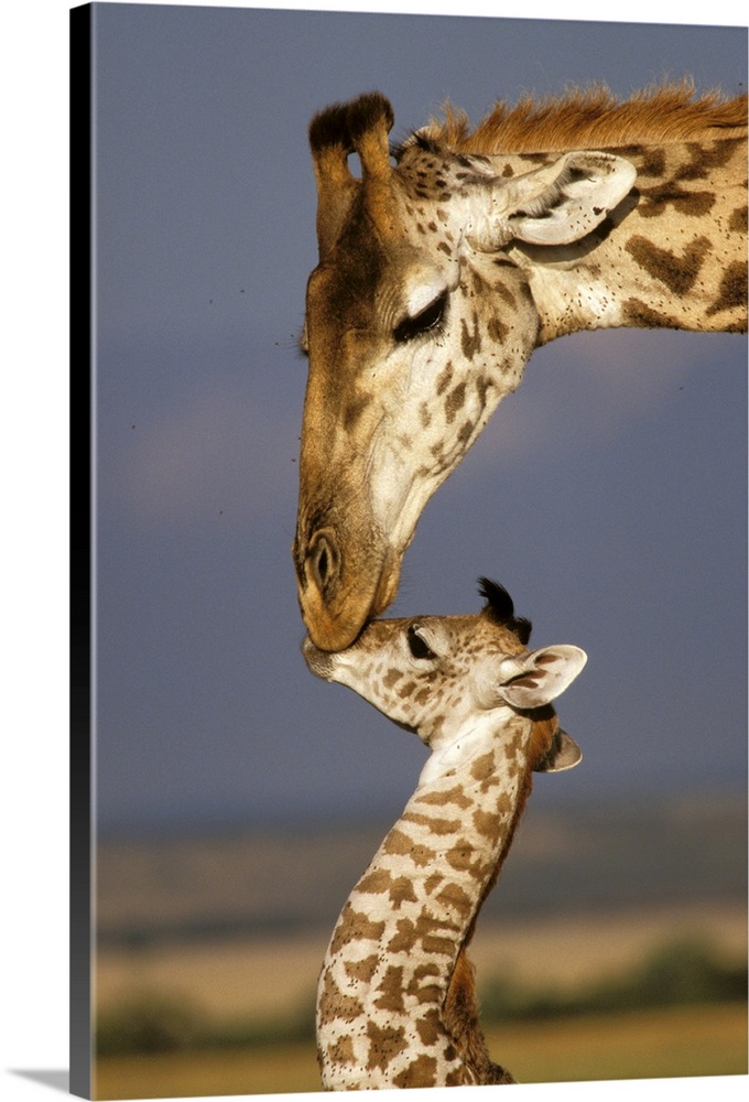 Africa, Kenya, Masai Mara. Giraffes (Giraffe camelopadalis).