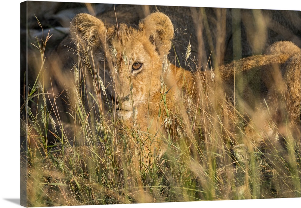 Africa, Kenya, Masai Mara National Reserve. African Lion (Panthera leo) female with cubs.