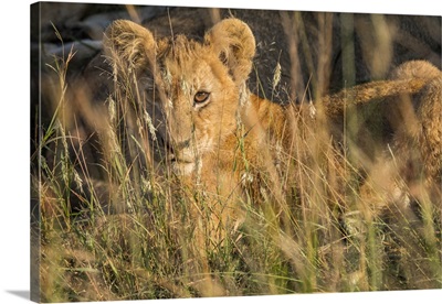 Africa, Kenya, Masai Mara National Reserve