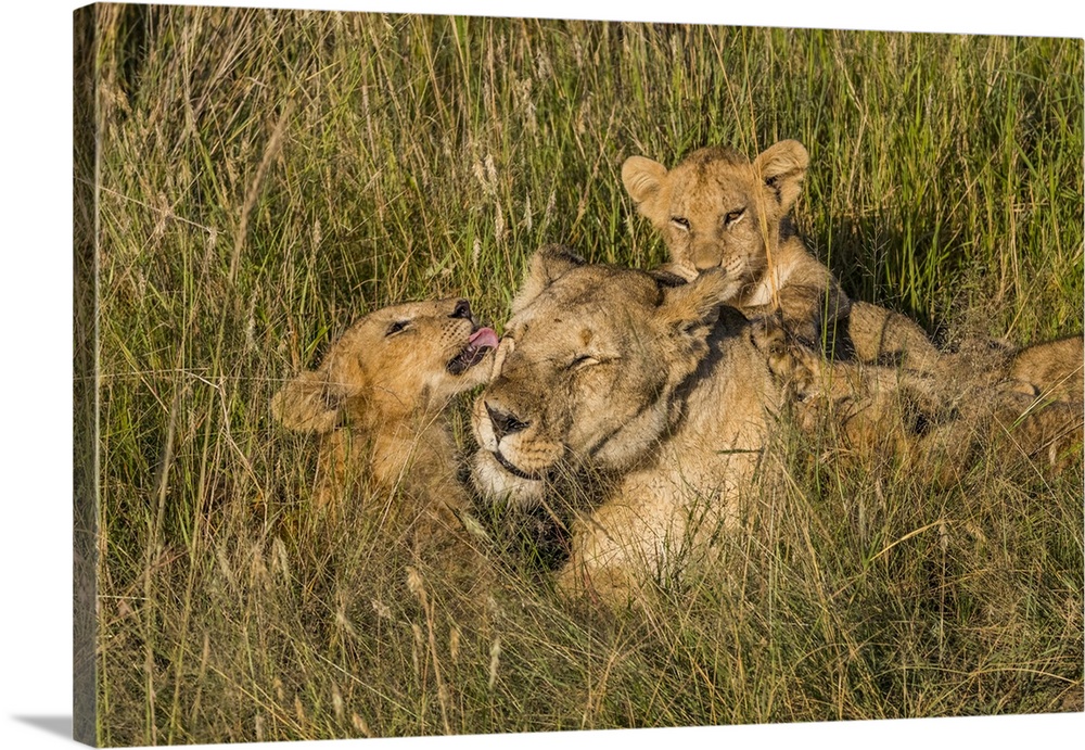 Africa, Kenya, Masai Mara National Reserve. African Lion (Panthera leo) female with cubs.