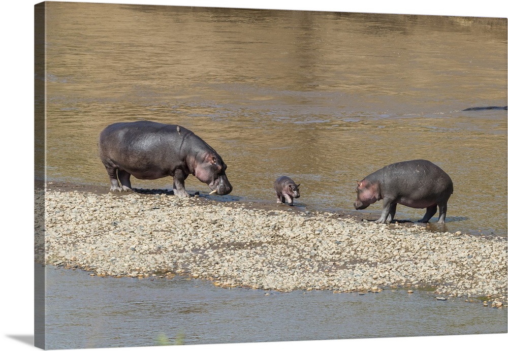 Africa, Kenya, Masai Mara National Reserve, Mara River. Hippopotamus (Hippopotamus amphibius). Mother, father and baby.