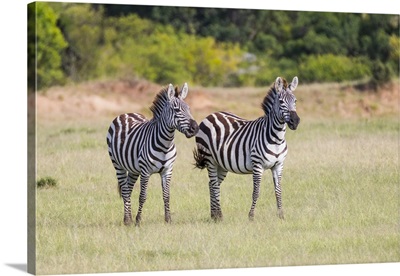 Africa, Kenya, Masai Mara National Reserve. Plains Zebra, Equus quagga.