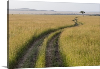 Africa, Kenya, Masai Mara National Reserve. Savannah with tire tracks.