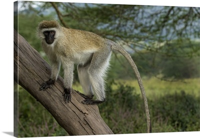 Africa, Kenya, Masai Mara National Reserve. Vervet monkey on tree.