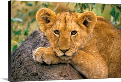 Africa, Kenya. Portrait Of A Lion.