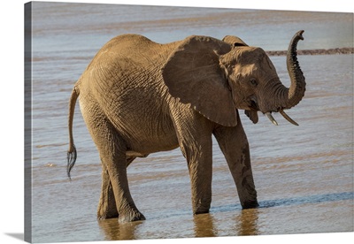 Africa, Kenya, Samburu, Ewaso Ng'iro River, African elephant (Loxodonta africana).