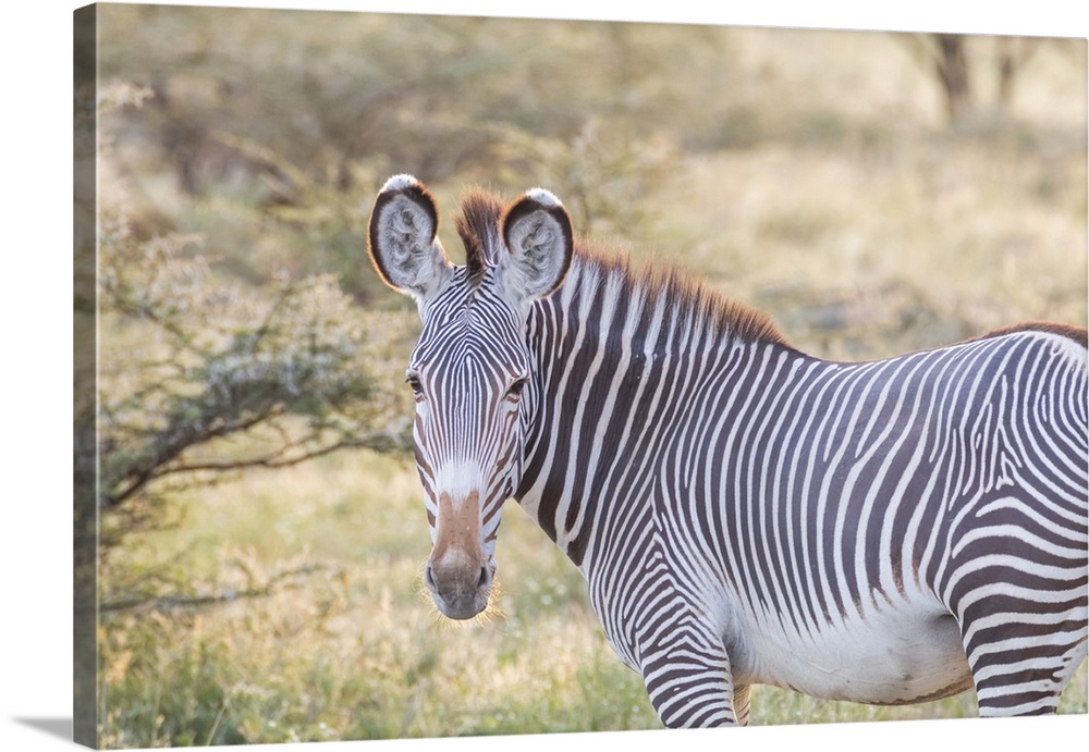 Africa, Kenya, Samburu National Game Reserve and Park, Grevy's Zebra (equus Grevyi).
