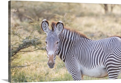 Africa, Kenya, Samburu National Game Reserve and Park, Grevy's Zebra (equus Grevyi).