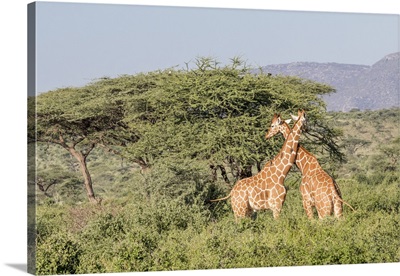 Africa, Kenya, Samburu National Park, Reticulated Giraffes