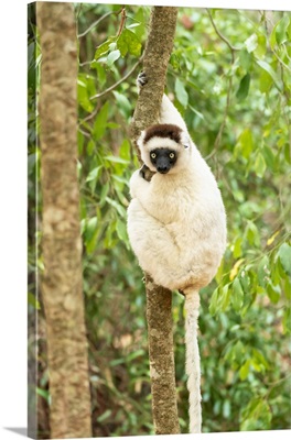 Africa, Madagascar, Anosy, Berenty Reserve, Portrait Of A Verreaux's Sifaka In A Tree