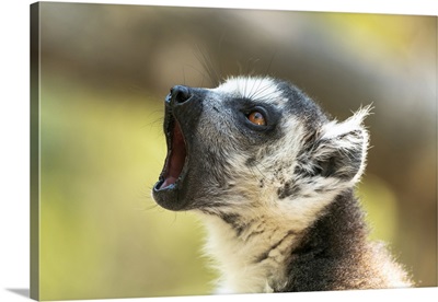 Africa, Madagascar, Isalo National Park, A Ring-Tailed Lemur Vocalizes