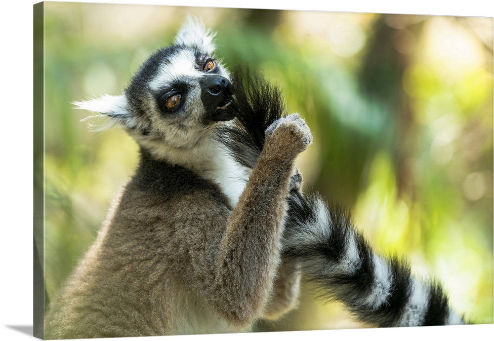 Africa, Madagascar, Isalo National Park. Ring-tailed lemur grooms another lemur's tail.