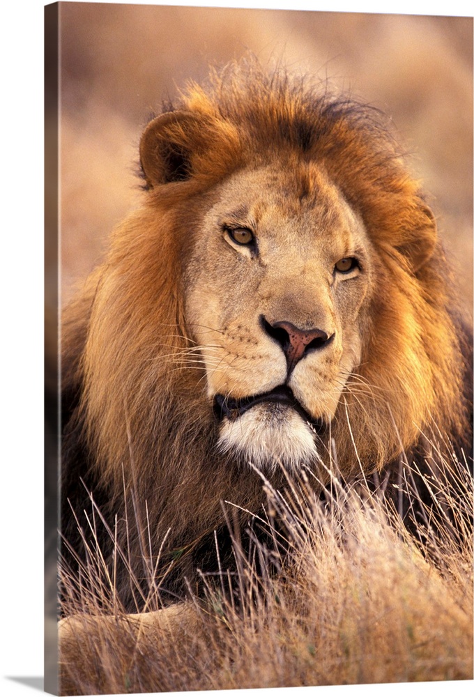 Africa. Male African Lion (Panthera leo)