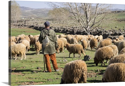 Africa, Morocco,. A man tends his flock of sheep in the High Atlas mountains.