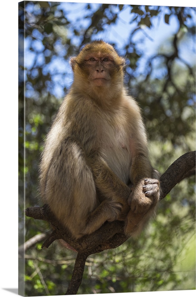 Africa, Morocco, Barbary Apes, or Macaques, in the High Atlas Mountains