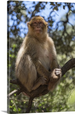 Africa, Morocco, Barbary Apes, or Macaques, in the High Atlas Mountains