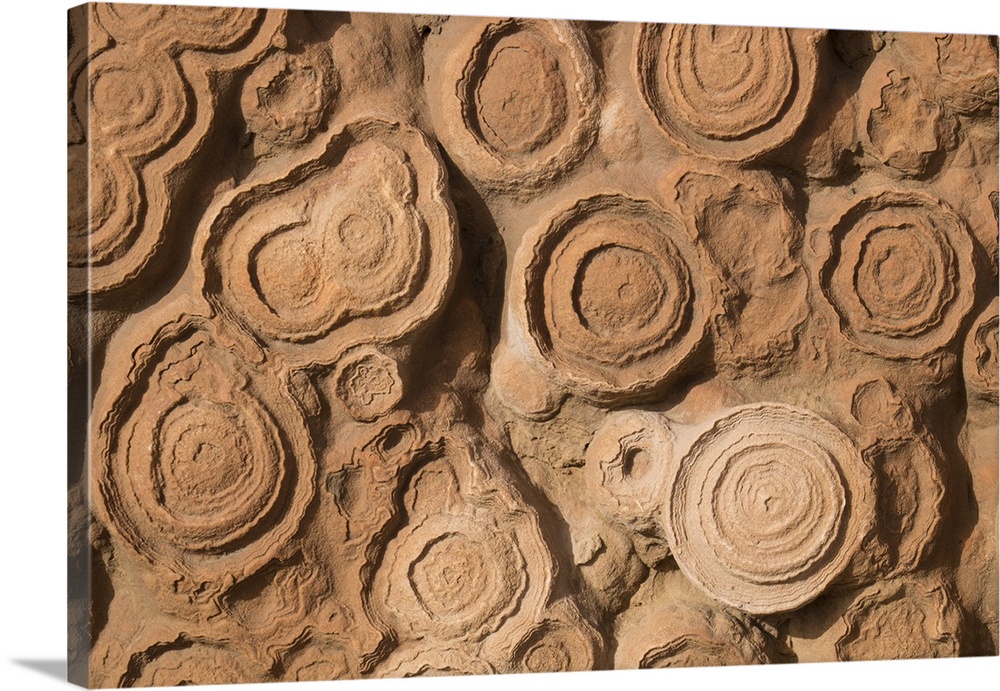 Africa, Morocco, Erfoud. Details of fossils at fossil factory.