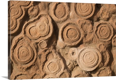 Africa, Morocco, Erfoud. Details of fossils at fossil factory.