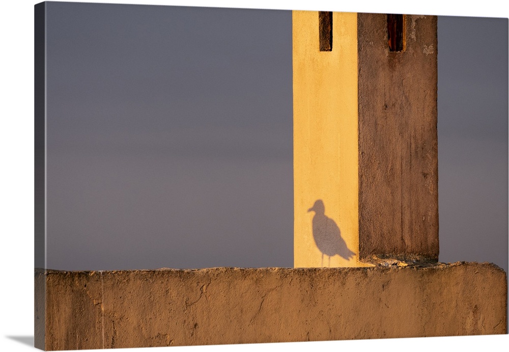 Africa, Morocco, Essaouira. Shadow of seagull at sunrise. Credit: Bill Young