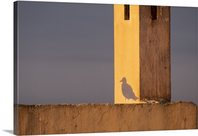 Africa, Morocco, Essaouira, Shadow Of Seagull At Sunrise