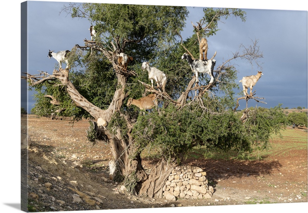 Africa, Morocco. Goats in tree. Credit: Bill Young