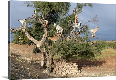 Africa, Morocco, Goats In Tree