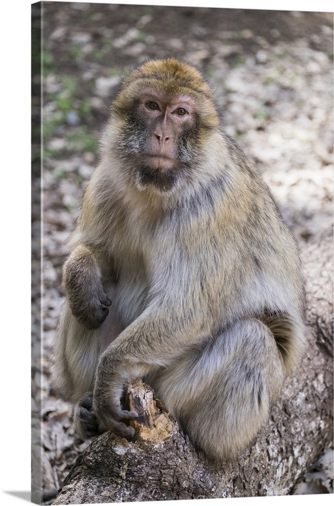 Africa, Morocco. An adult macaque monkey (rhesus macaque (Macaca mulatta)) sitting on a fallen log in the cedar forests of...