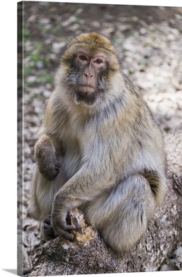 Africa, Morocco, Macaque Monkey