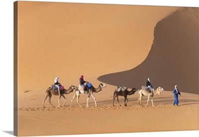 Africa, Morocco. Tourists ride camels in Erg Chebbi in the Sahara desert.