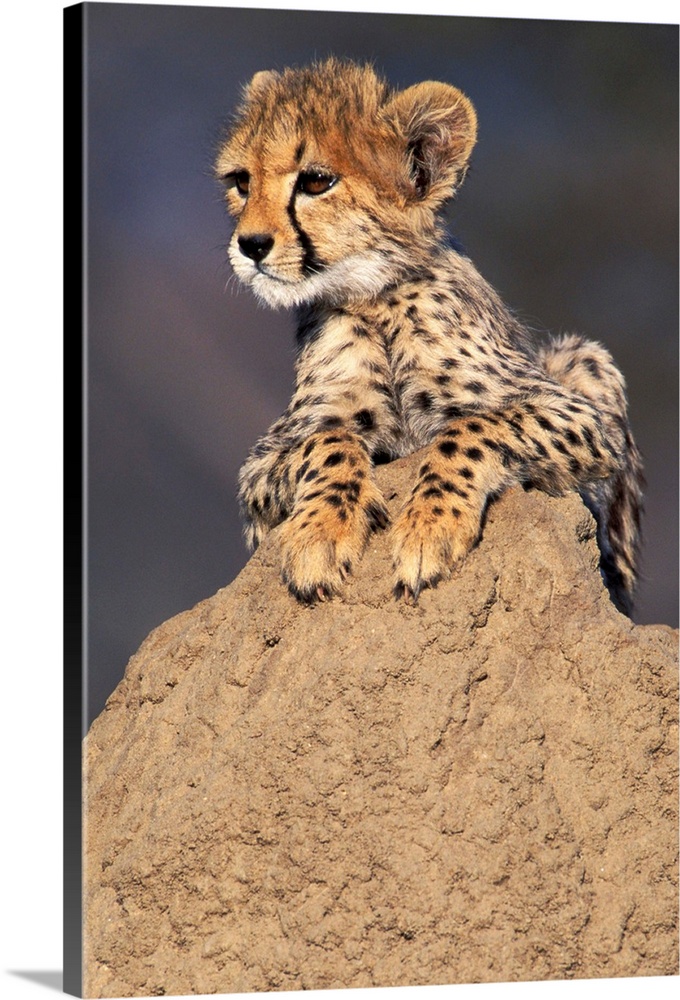Africa, Namibia.  Animal rehabilitation farm.  Cheetah cub on termite mound.