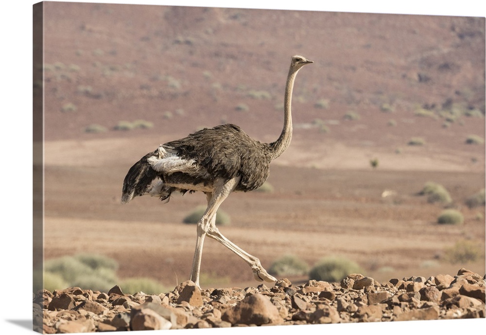 Africa, Namibia, Damaraland. Ostrich walking in the Palmwag Conservancy.