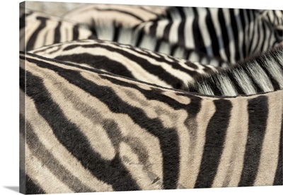 Africa, Namibia, Etosha National Park. Close-up of  zebras.