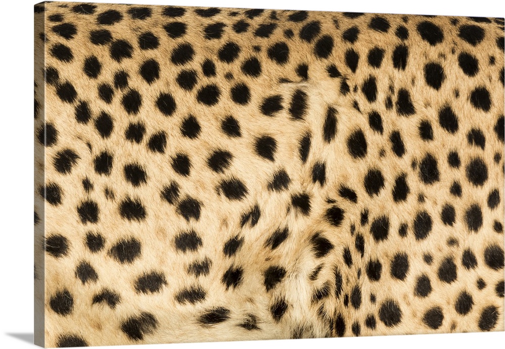 Africa, Namibia, Keetmanshoop. Close-up view of cheetah fur.